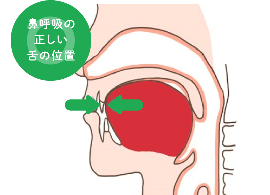 鼻呼吸の正しい舌の位置